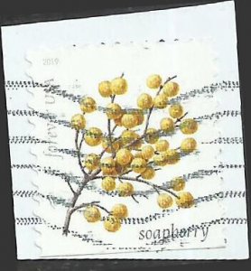 # 5418 Used winter berries: soapberry