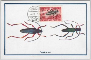 52564 - HUNGARY - MAXIMUM CARD - 1954 ANIMALS: INSECTS-