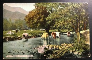 1897 Gayndah Australia Picture Postcard Cover Cows Cattle In The Stream