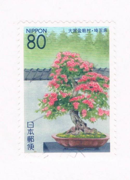 Japan Prefecture Used Z542 Bonsai Tree (JZ243)+