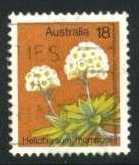 Australia #564 Helichrysum Thomsonii, used (0.25)