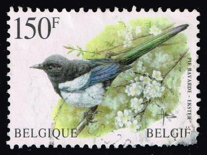 Belgium #1645 Pie bavarde Bird; Used (2.50)