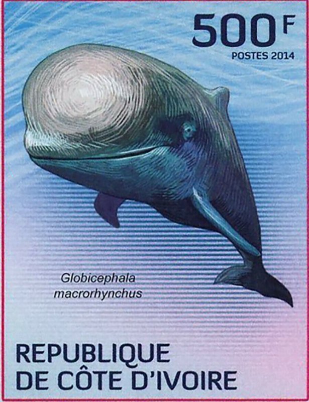 Whale Stamp Feresa Attenuata Pseudorca Crassidens Megaptera Novaeangliae S/S MNH