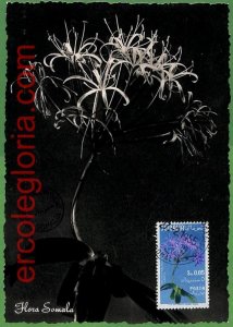 32462 - Somalia - MAXIMUM CARD - 1955 - Flowers-