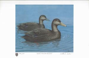 ILLINOIS #8 1982 STATE DUCK STAMP PRINT BLACK DUCKS by Arthur Sinden