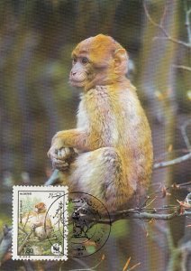 Algeria 1988 Maxicard Sc #875 1.80d Barbary Apes Seated on branch WWF