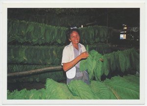 Postal stationery Cuba Tobacco leaves