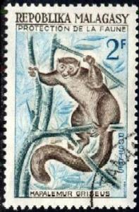 Gray Lemur, Malagasy stamp SC#321 used