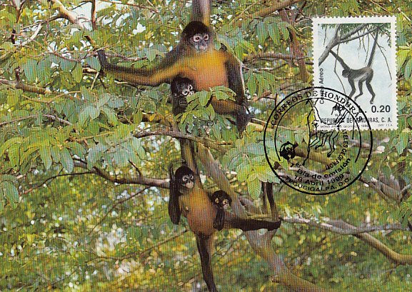 Honduras 1990 Maxicard Sc #C791 20c Geoffroy's spider monkey WWF