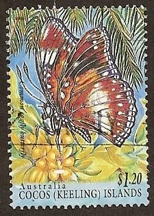 Cocos Island #303 Butterfly PM