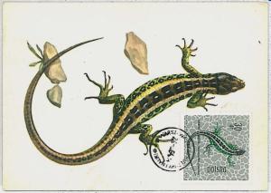 MAXIMU CARD - Fauna REPTILES : POLAND 1964  #9