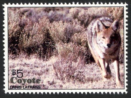 North American Coyote - Canis Latrans - Cinderella - MNH