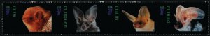 USA 3664a MNH Bats