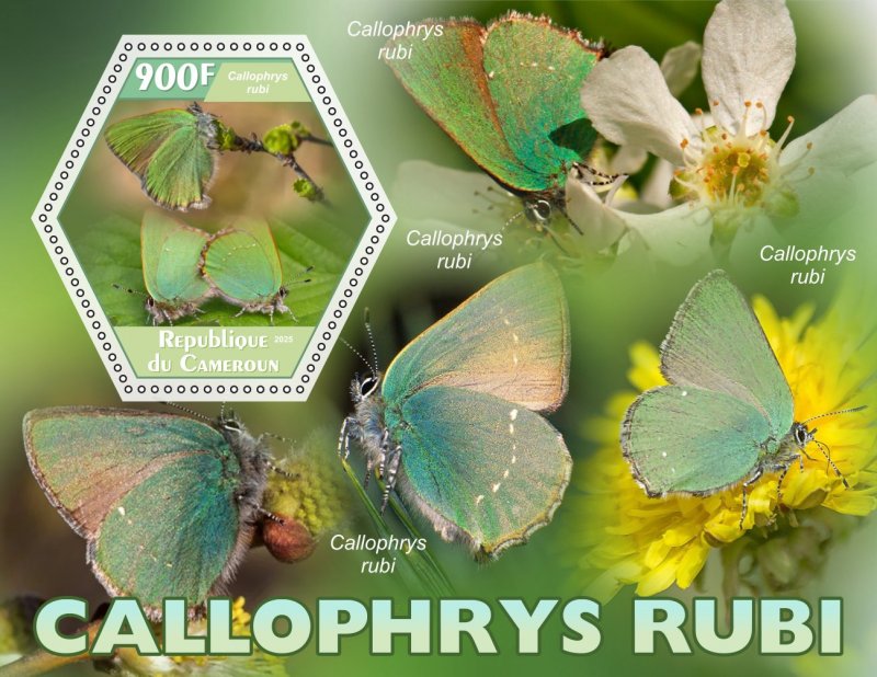 Stamps.Fauna, Butterflies  2025 year 8 sheets perforated