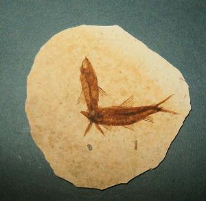 Excellent fossil fish specimen.