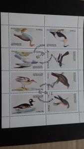 Great Britain Holy Island Scotland  Birds