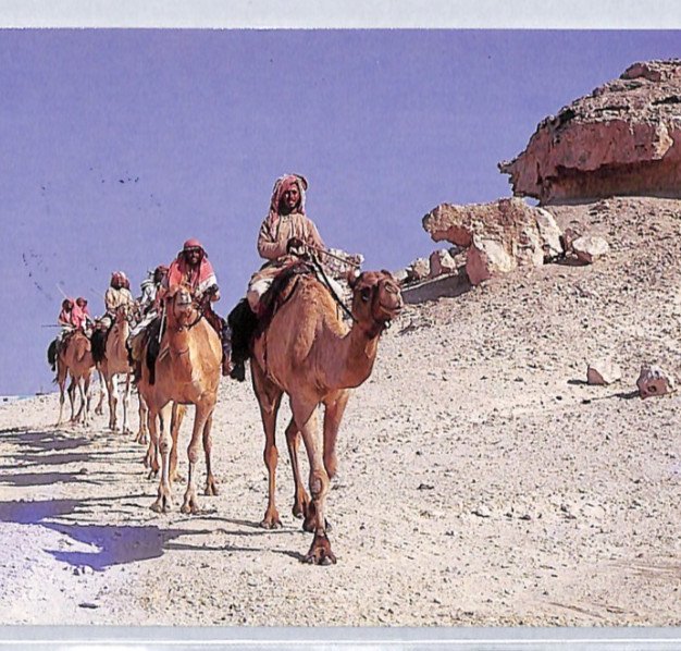 Gulf States BAHRAIN Card *BY CAMEL TRAIN* ADLIYA-MANAMA TPO 1987 Prophet YC369