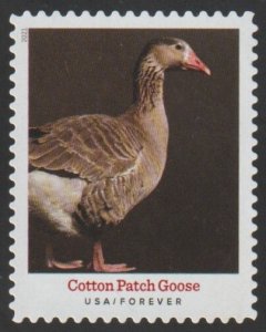 SC# 5588 - (55c) - Heritage Breeds Cotton Patch Goose - 6/10 - Used Single