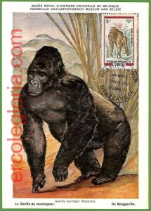 32159 - CONGO Belgian - MAXIMUM CARD - 1972 - ANIMALS, gorillas-