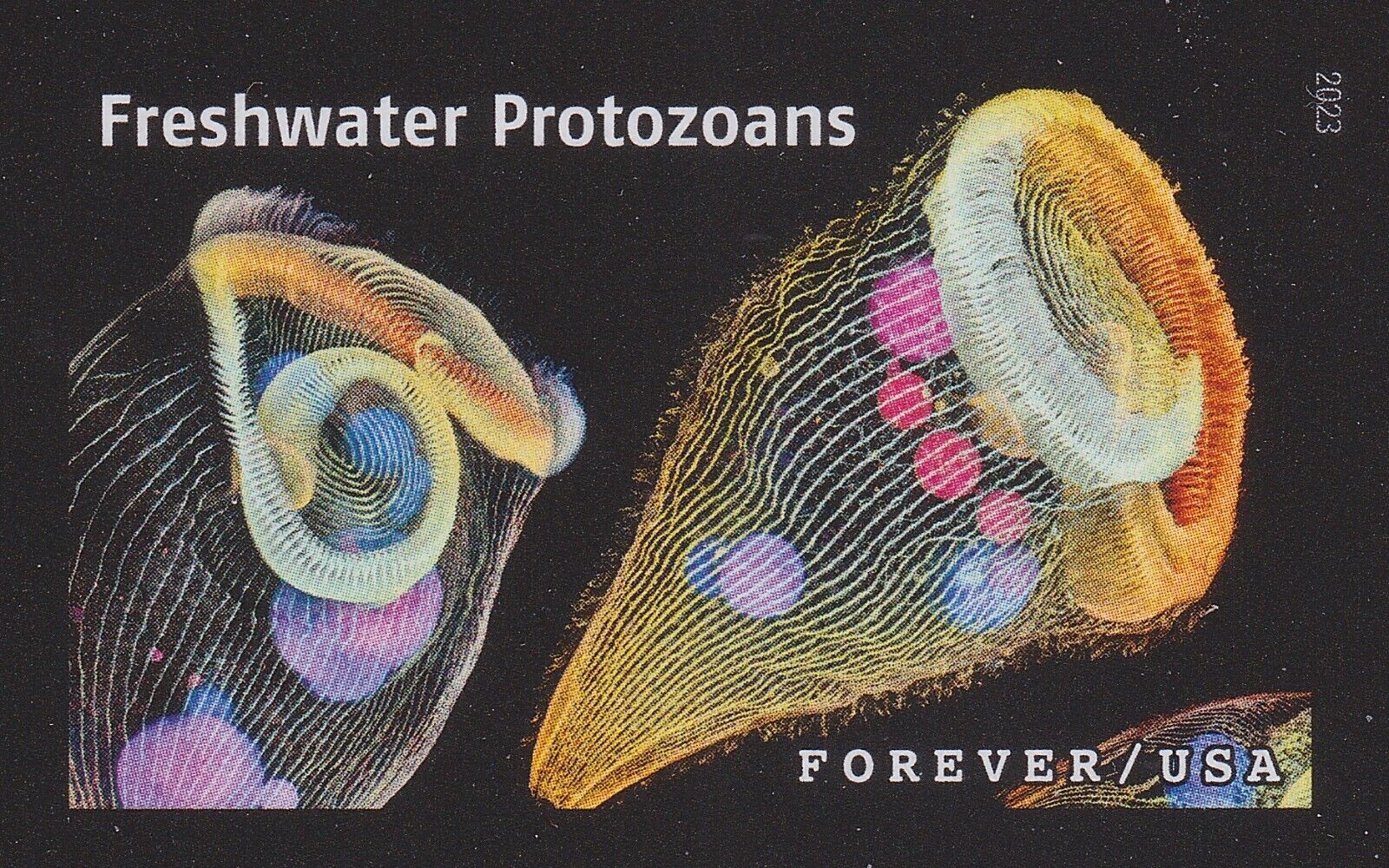 protozoans