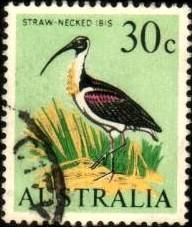 Bird, Straw-necked Ibis, Australia stamp SC#411 Used