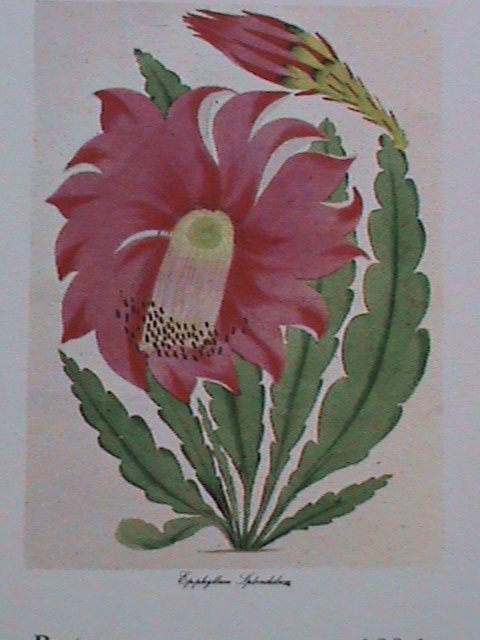 ​NAGALAND-1973 PROMOTION-EPIPHYLLUM IPLENDIDUM FLOWER -IMPERF MNH S/S-EST.$6