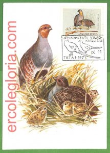 32869 - HUNGARY - MAXIMUM CARD - 1971 - WILDLIFE, BIRDS HUNTING-