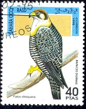 Bird, Falcon, Sahara stamp used