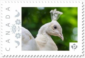 lq. White PEACOCK = PEAFOWL = BIRD = postage stamp MNH Canada 2018 [p18-09-08]