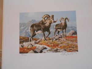 NAWS3 - North American Wild Sheep A/S Numbered Duck Print. No Stamp. #02 NAWS3