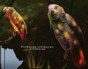 Bird Stamp Parrot Psittacus Erithacus Erithacus African Fauna S/S MNH #9187