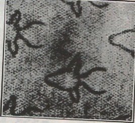 South Africa; 1954: Sc. # 200: Used Single stamp