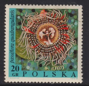 Poland 1578 Passiflora Quadrangularis 1968