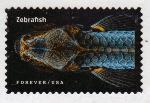 SC# 5802m - (66c) - Life Magnified, Zebrafish -13 of 20 - Used Off Paper