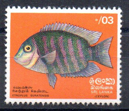 SRI-LANKA - FISH -  ETROPLUS SURATENSIS - 1972 -