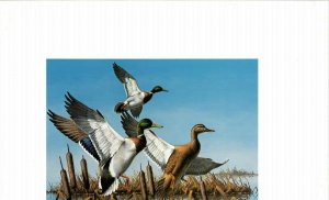 MINNESOTA #1 1977 DUCK STAMP PRINT MALLARDS by David Maass, + 2 stamps