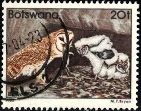 Bird, Barn Owls, Botswana stamp SC#313 Used