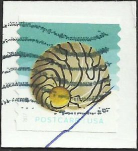 # 5168 Used Zebra Nerite Shell