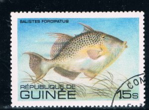 Guinea 806 Used Fish (G0012)