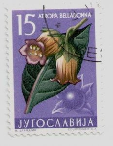 1957 Yugoslavia #470 Deadly Nightshade (Atropa belladonna) Flowers, Flora, USED
