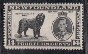 Newfoundland 238