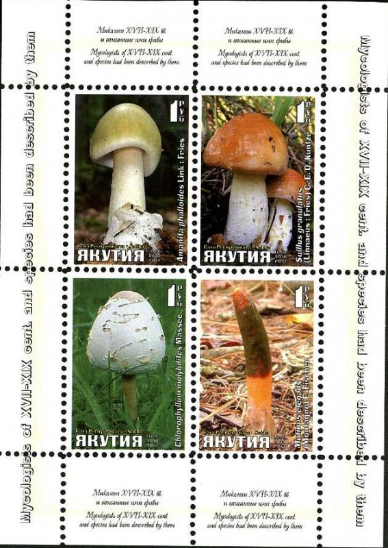 YAKUTIA RUSSIA LOCAL SHEET MUSHROOMS