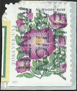 # 5679 Used Mountain Flora