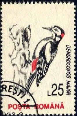 Bird, Great Spotted Woodpecker, Romania stamp SC#3816 used