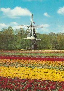 10908 Postcard Postcard HOLLAND LAND OF FLOWERS AND WIND-MILLS-