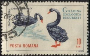 Romania 1678 (postally used) 10b Bucarest Zoo: black swans (1964)