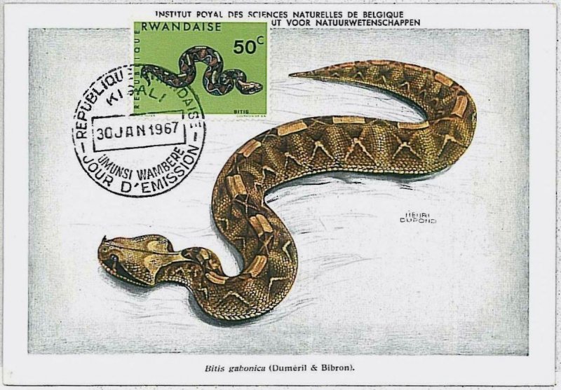 32778 - RWANDA - MAXIMUM CARD - 1967 - Fauna REPTILES snake #6-