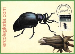 32521 - YUGOSLAVIA - MAXIMUM CARD - 1966 - INSECTS-