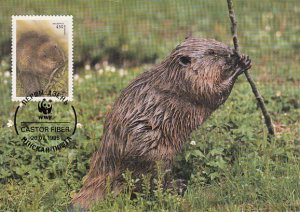 Belarus 1995 Maxicard Sc #119 450r European beaver WWF