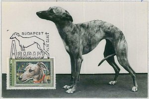 32374 - HUNGARY - MAXIMUM CARD: animals DOG DOGS:1972 - Whippet-